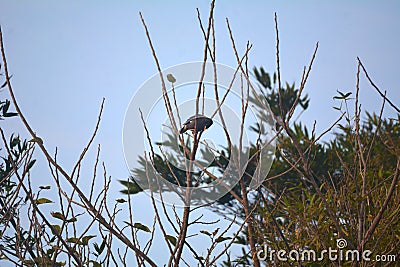 Acridotheres javanicus on a distant treetop Stock Photo
