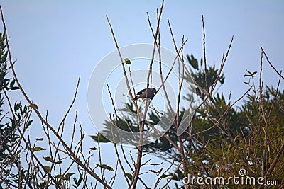 Acridotheres javanicus on a distant treetop Stock Photo