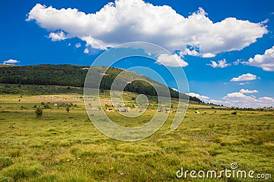 Distant herd of cows resting on grass meadow in Canencia mountain of Madrid Stock Photo