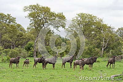 A distant herd of wildebeest in a green clearing Stock Photo