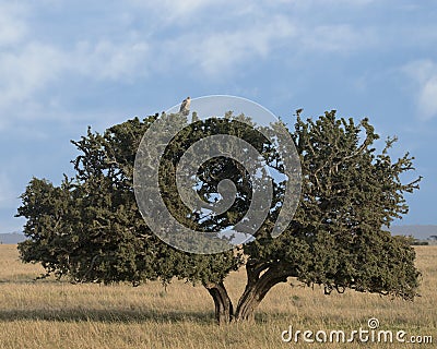 Distant sideview of a Black-chested Harrier eagle sitting at the top of a large Acai tree with blue sky background Stock Photo