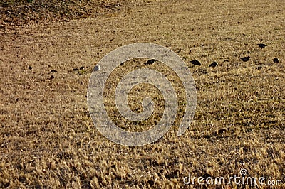 Distant view of a flock of wild birds Stock Photo