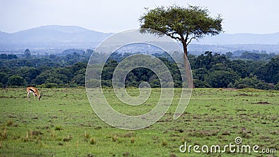 Distant view of one Thompson Gazelle grazing in green grass in a beautiful landscape with one tree Stock Photo