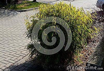 Distinct green-white variegated leaves in spring that fade to more of a green leaf by summer. Mow in mid-winter to encourage a spr Stock Photo