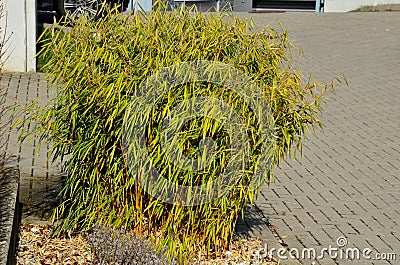 Distinct green-white variegated leaves in spring that fade to more of a green leaf by summer. Mow in mid-winter to encourage a spr Stock Photo