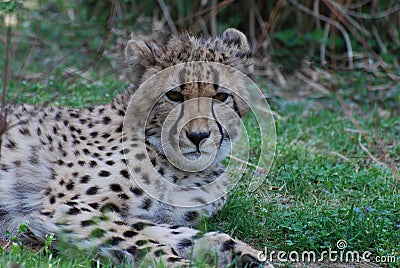 Distinctive Markings on the Face of a Cheetah Stock Photo