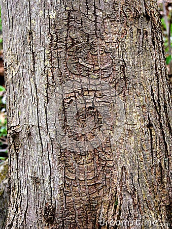 Distinctive pattern of a perennial target canker on a red maple tree trunk. Stock Photo