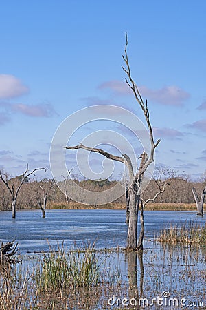 Distinctive Tree Trunk in a Wetland Lake Stock Photo