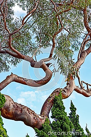 Distorted Branches on Old Eucalyptus Tree Stock Photo