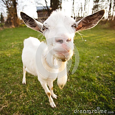 Distorted goat Stock Photo