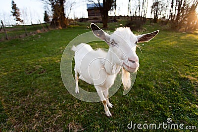 Distorted goat Stock Photo