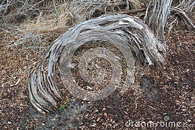 Distorted Stringy Bark Tree Trunk Stock Photo