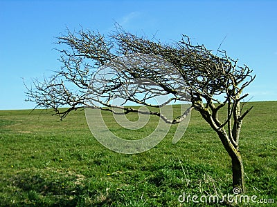 The distorted tree Stock Photo