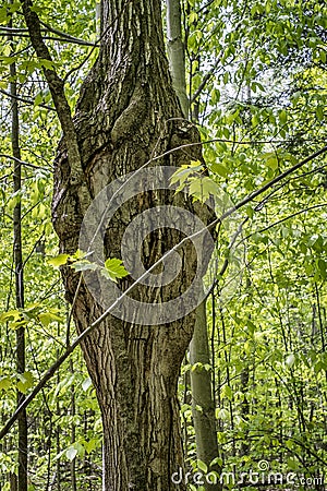 Distorted tree Stock Photo