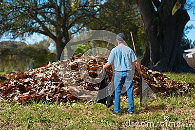 A distraught man with a rake and garbage bag in his hands is standing in front of a giant pile of leaves Stock Photo