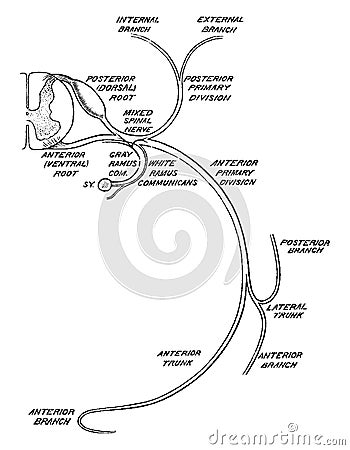 Distribution of a Spinal Nerves, vintage illustration Vector Illustration