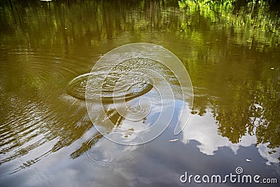Disturbance in a tranquil pond sends ripples outward. Stock Photo