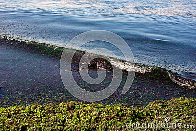 Close-up of Polluted Shoreline with Algal Bloom Stock Photo