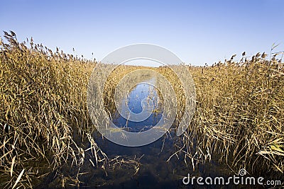 Ditch and reed Stock Photo