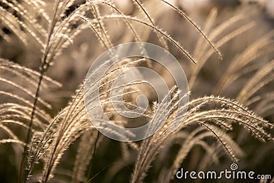 Ditch reed in autumn Stock Photo