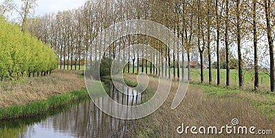 A ditch with reed and green willows and a row of large trees in springtime in the dutch countryside Stock Photo