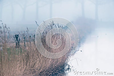 Ditch with reed and wooden fence and winter trees. Stock Photo