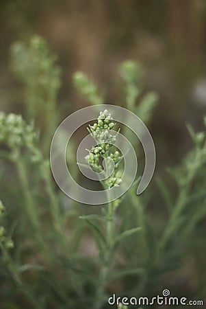 Dittrichia graveolens in bloom Stock Photo