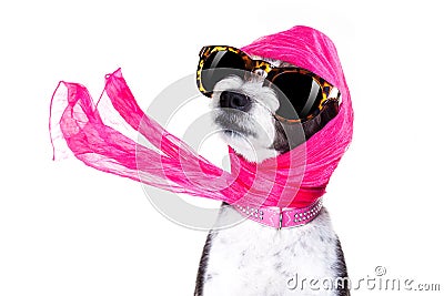 Diva chic dog Stock Photo