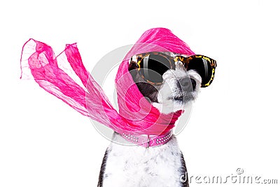 Diva chic dog Stock Photo