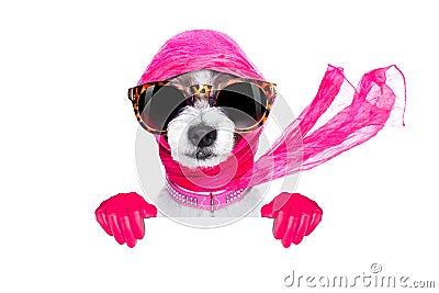 Diva chic dog Stock Photo