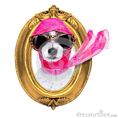 Diva chic dog Stock Photo