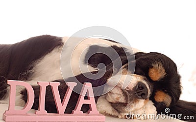 Diva dog Stock Photo