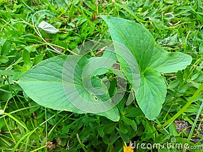 Divaricate Typhonium, Typhonium blumei plant leaves Stock Photo