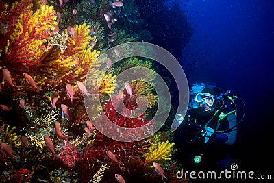 Diver Stock Photo