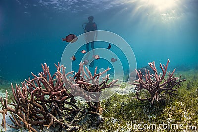 Diver assess some hard coral Stock Photo