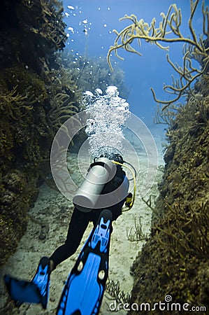 Diver with blue fins Stock Photo