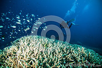 Diver blue water scuba diving bunaken indonesia sea reef ocean Stock Photo