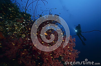 Diver with colorful corals Stock Photo