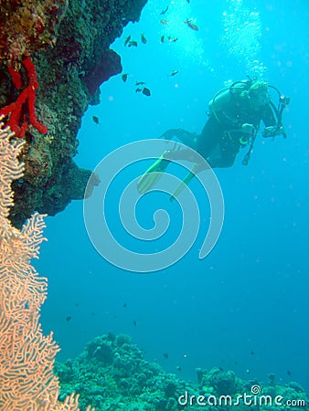 Diver and coral Stock Photo