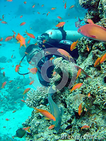 Diver and coral Stock Photo