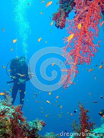 Diver and coral Stock Photo