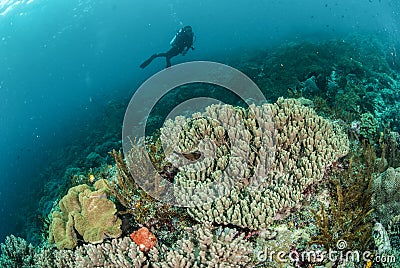 Diver, coral reef, mushroom leather coral in Ambon, Maluku, Indonesia underwater photo Stock Photo