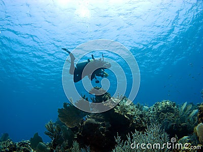 Diver descending on a Cayman Island Reef Stock Photo