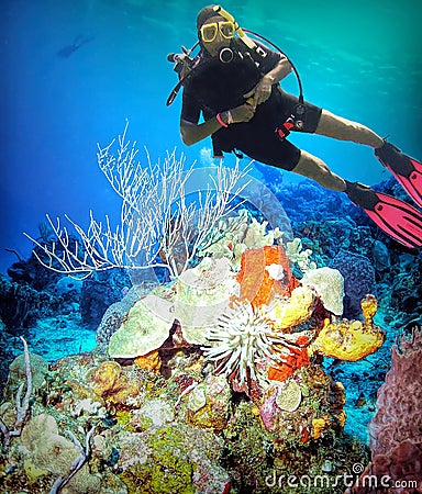 A Diver Enjoys a Lush Coral Reef off Cozumel, Mexico Stock Photo