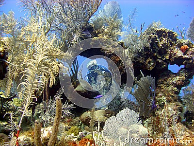 Diver enjoys a sunny dive Stock Photo