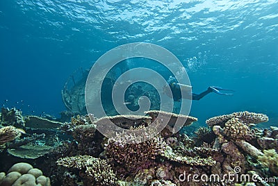Diver exploring underwater shipwreck. Stock Photo