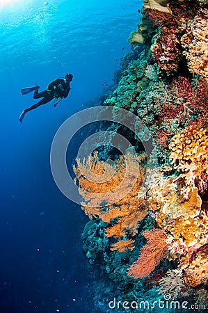 Diver, feather black coral in Banda, Indonesia underwater photo Editorial Stock Photo