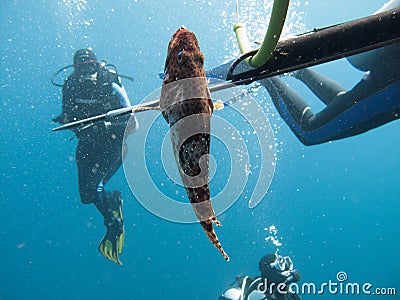 A diver fishing with harpoon irregularly a fish Hemichromis bimaculatus, in the Red Sea off the coast of Saudi Arabia Stock Photo