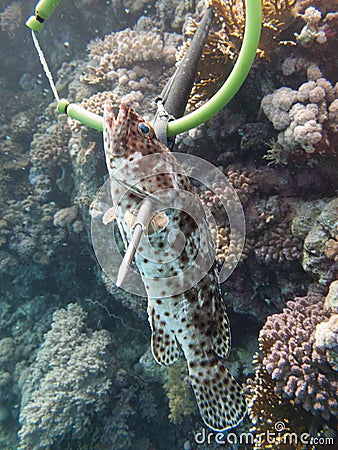 A diver fishing with harpoon irregularly a fish Hemichromis bimaculatus, in the Red Sea off the coast of Saudi Arabia Stock Photo