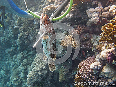 A diver fishing with harpoon irregularly a fish Hemichromis bimaculatus, in the Red Sea off the coast of Saudi Arabia Stock Photo